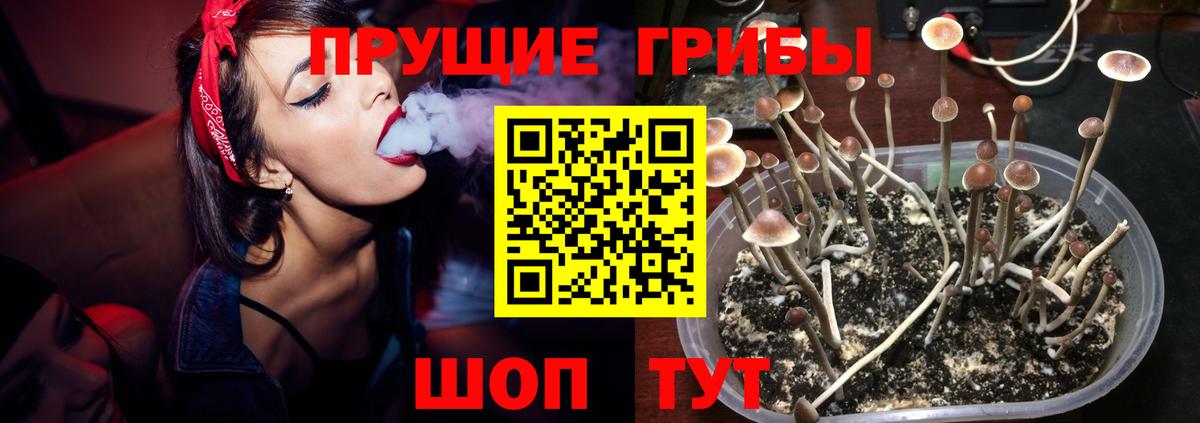 Псилоцибиновые грибы Psilocybine cubensis Муравленко